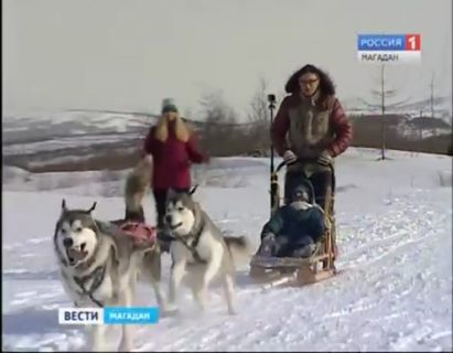 В Магадане готовятся к соревнованиям в гонках на собачьих упряжках в Магадане « автомагадан